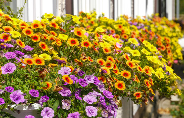 Blumenfenster