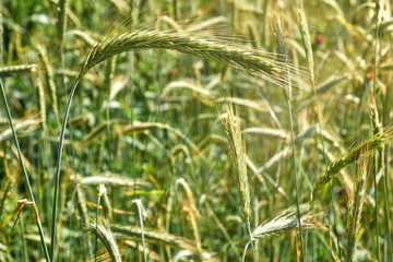 Fototapeta na wymiar Green wheat close-up under sunlight harvest season background