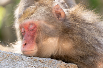 眠りに落ちる猿