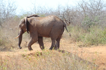 Naklejka premium tzavo