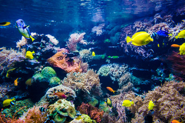 Fototapeta na wymiar beautiful underwater world