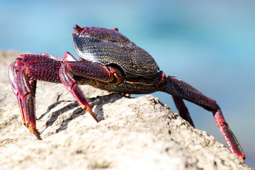TIERE_6269_rote_Klippenkrabbe