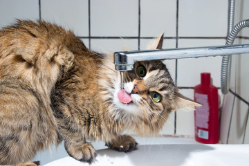 Young cat drinks water from a tap.