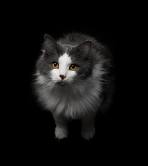 Night cat with yellow eyes on a black background, animal in the dark.