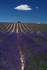 Fototapeta na wymiar Valensole, Provence, campo di lavanda con nuvola