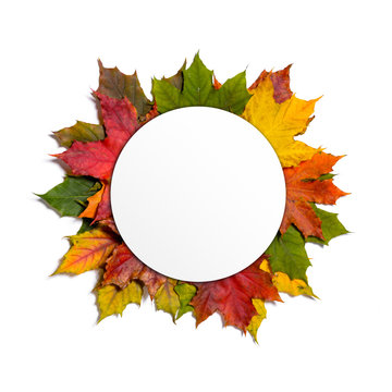 autumn fallen maple leaves isolated on white background with white round card on top