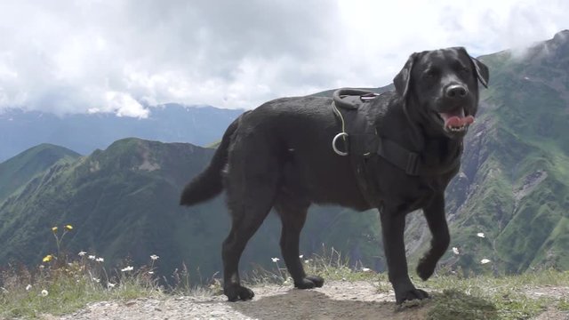 black labrador retriever dog climbs to the top of Ushba mountain. travel with a dog. hiking in the mountains