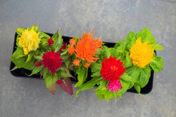 The bright tops of flowers of different colors create fun floral background.