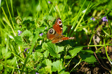 Fresh green grass with  butterfly. Natural background