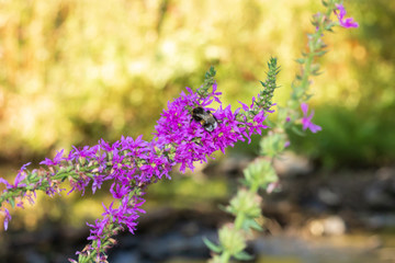 Hummel in einer Blume