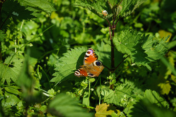 Fresh green grass with  butterfly. Natural background