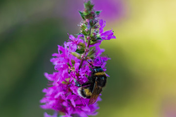 Hummel in einer Blume