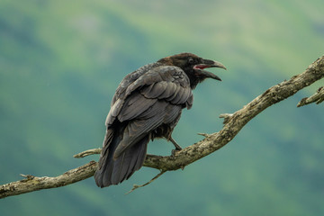 Dark raven perched on a branch - obrazy, fototapety, plakaty