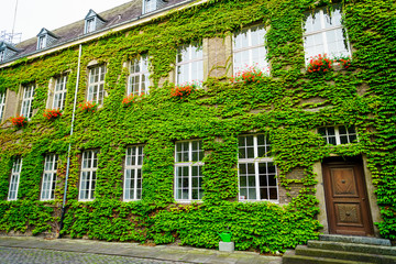 Fototapeta na wymiar Old house covered by green ivy