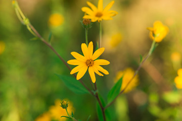 Jerusalem artichoke Flower, beautiul yellow flowers with blurred background