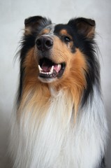 Collie,hund, collie, haustier, tier, shetland sheepdog, schäferhund, canino, portrait, breed, weiß, shetland, hübsch, säugetier, rau, fell, braun, pelzig, hirte, kleines mädchen, 