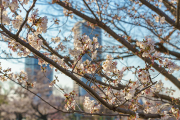 Cherry Blossoms in Japan