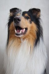Wachhund,hund, collie, haustier, tier, shetland sheepdog, schäferhund, canino, portrait, breed,...