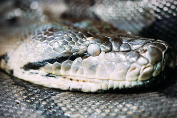 Close-up picture of dangerous grown up python