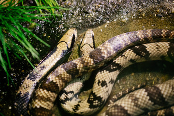 Close-up picture of dangerous grown up python