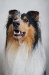 Collie,hund, collie, haustier, tier, shetland sheepdog, schäferhund, canino, portrait, breed, weiß, shetland, hübsch, säugetier, rau, fell, braun, pelzig, hirte, kleines mädchen, 