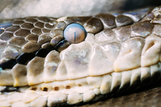 Frontal side view of the head snake
