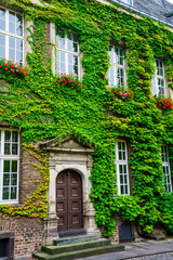 Rustic wooden door entrance  covered in beautiful green leaves