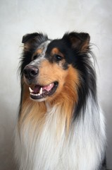 Hund,hund, collie, haustier, tier, shetland sheepdog, schäferhund, canino, portrait, shetland, weiß, breed, hübsch, rau, säugetier, fell, braun, kleines mädchen, hirte, pelzig, 
