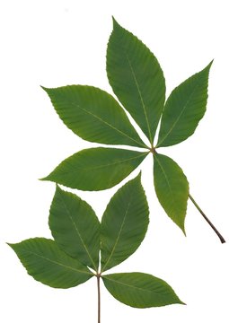 green leaves of pink chestnut tree close up