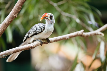 Yellow billed hornbill sitting on tree