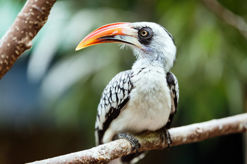 A beautiful Southern Yellow-billed Hornbill