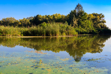 Obraz premium Summer landscape with beautiful river, green trees and blue sky