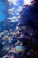 Naklejka na ściany i meble Floating between algae and coral exotic fish in an aquarium in Barcelona.