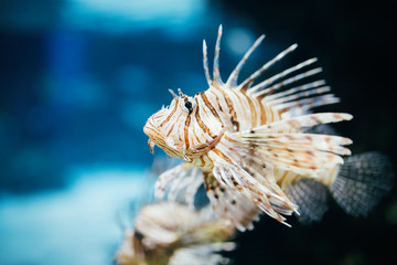 Portrait of beautiful venomous lion fish in aquarium