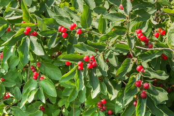 Bright red berries on a green leafy background. Colorful, wild honeysuckle berries and green leaves 
