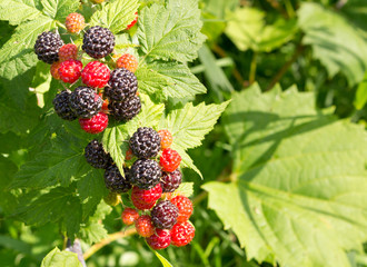 Delicious, ripe wild black raspberries, closeup on a green leafy background. Wild organic edible...