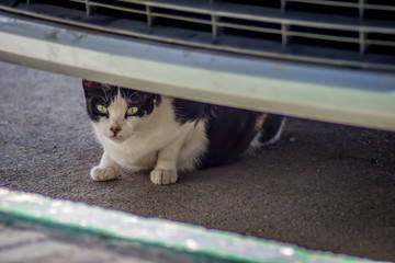 Cat hidding un der car