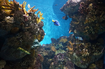 Fototapeta na wymiar Floating between algae and coral exotic fish in an aquarium in Barcelona.