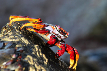 TIERE_5914_rote_Klippenkrabbe