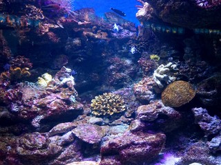 Naklejka na ściany i meble Floating between algae and coral exotic fish in an aquarium in Barcelona.