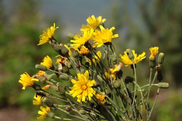 yellow flowers of hawksbeard wild plant