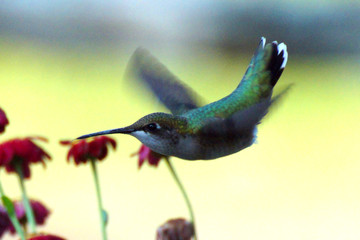 Colibri à gorge rubis