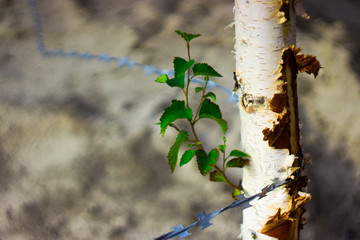 barbed wire on birchen column with green sprig