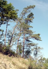 various landscape with trees in Jastrzebia Gora sea-side resort