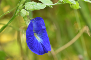 Beautiful fresh blue pea flower