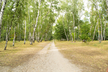 autumn footpath in a birchwood, park zone
