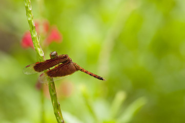 Fototapeta premium Male Common Parasol Dragonfly (Neurothemis Fluctuans)