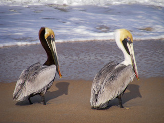 Pelican kindred Spirits