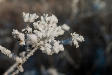 Winter Theme Concept: Closeup Of Frosted Weeds Branch Under The Snow, Blurred Background