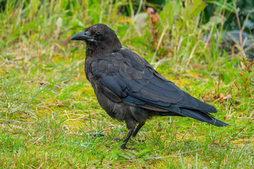 Dark raven perched on the grass